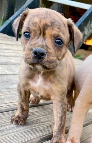 Drake, Boston Terrier / Terrier, puppy, available for adoption
