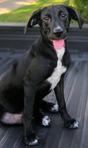 A black and white dog sitting in the back of a truck, with its tongue out and looking at the camera.