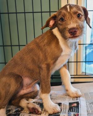 Louie Lederhosen, Schnauzer / Terrier, puppy, available for adoption