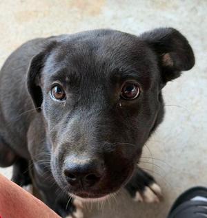 Brooklane, Labrador Retriever, puppy, available for adoption