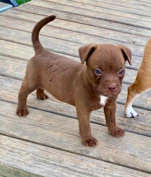Cullen, Boston Terrier / Terrier, puppy, available for adoption