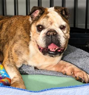 Chloe, English Bulldog, senior, available for adoption