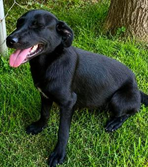 Hildee, Shepherd / Labrador Retriever, puppy, available for adoption