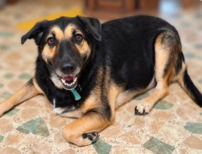 Bella Burns, Shepherd, adult, available for adoption