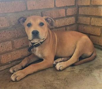 A light brown dog with a black collar is lying down on a concrete floor next to a brick wall.