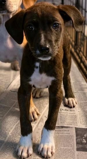Louise, Labrador Retriever / Hound, puppy, available for adoption