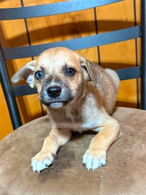 Desiard, Catahoula Leopard Dog / Shepherd, puppy, available for adoption