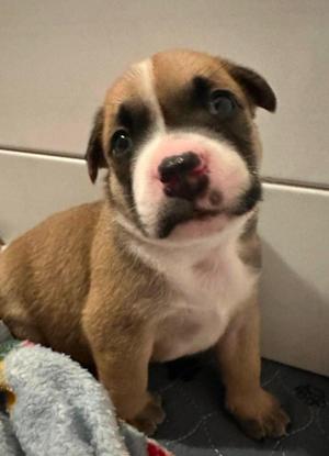 Boaz, Terrier, puppy, available for adoption