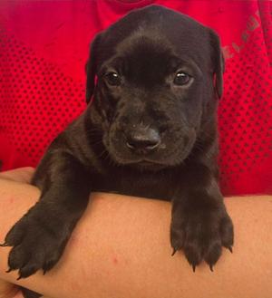 Gypsy, Labrador Retriever / Shepherd, puppy, available for adoption