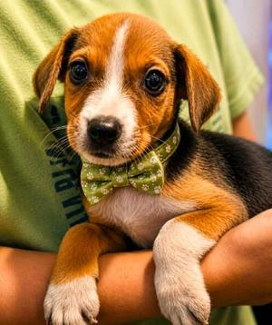 Lockdown Lancer, Labrador Retriever / Terrier, puppy, available for adoption