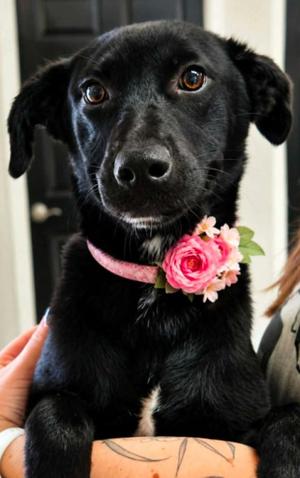 Consuela, Labrador Retriever, puppy, available for adoption