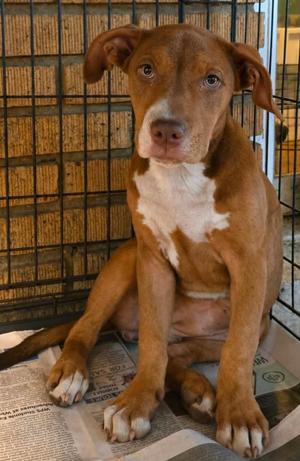 Felony Flo, Labrador Retriever / Catahoula Leopard Dog, puppy, available for adoption