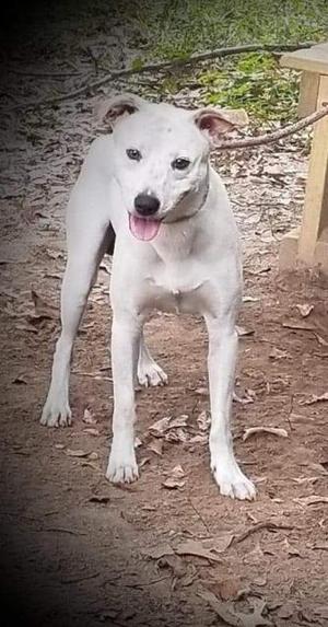 A white dog standing on dirt with its tongue hanging out.