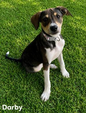 Darby Kelly, Catahoula Leopard Dog / Hound, puppy, available for adoption