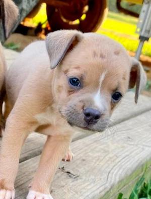 Luna, Boston Terrier / Terrier, puppy, available for adoption