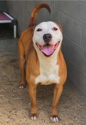 Dice, American Staffordshire Terrier, young, available for adoption