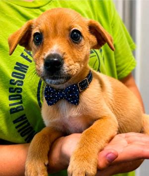 Barbwire Bruiser, Labrador Retriever / Terrier, puppy, available for adoption