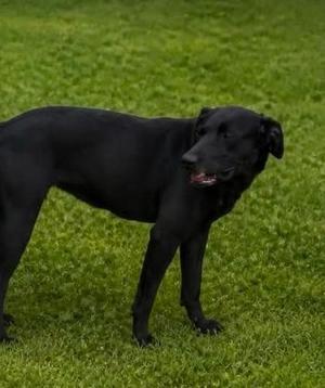 Chrissy Cross, Labrador Retriever, young, available for adoption