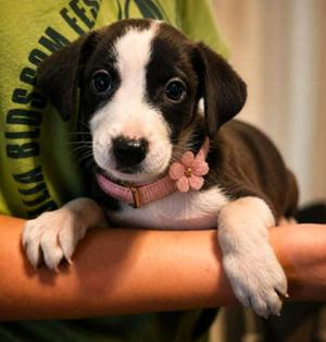 Lockjaw Lizard, Labrador Retriever / Terrier, puppy, available for adoption