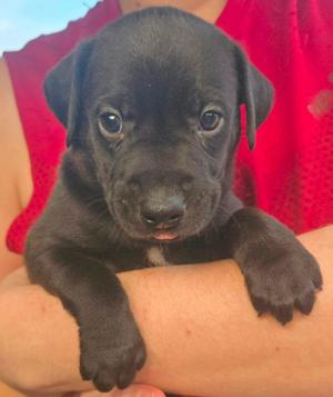 Dusty, Labrador Retriever / Shepherd, puppy, available for adoption
