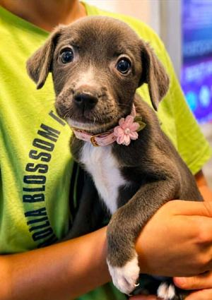 Cuffed Crusader, Labrador Retriever / Terrier, puppy, available for adoption