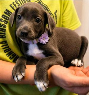 Madam Mugshot, Labrador Retriever / Terrier, puppy, available for adoption