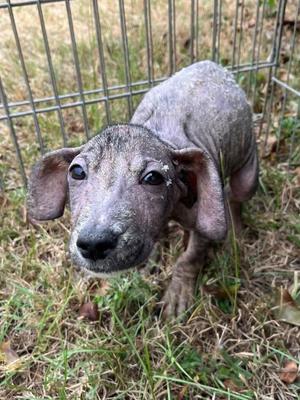 Christopher, Hound, puppy, available for adoption