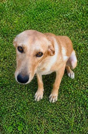 Daisy Gibson, Labrador Retriever, puppy, available for adoption