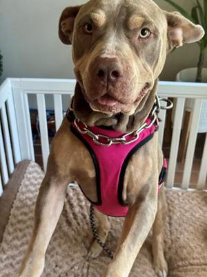 Coffey Blakney (Sabin), Pit Bull Terrier, adult, available for adoption