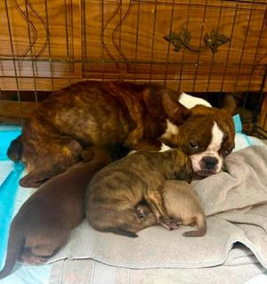 Lizzy, Boston Terrier, adult, available for adoption