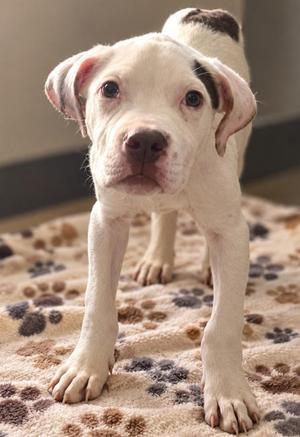 A white puppy with black spots on its head and back, standing on a patterned blanket.