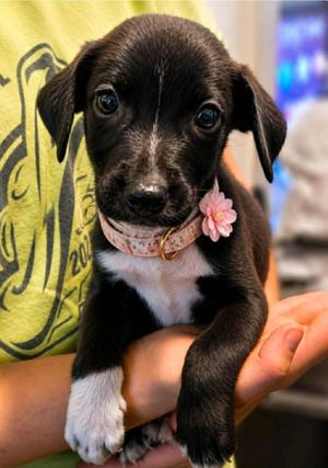 Barred Bombshell, Labrador Retriever / Terrier, puppy, available for adoption