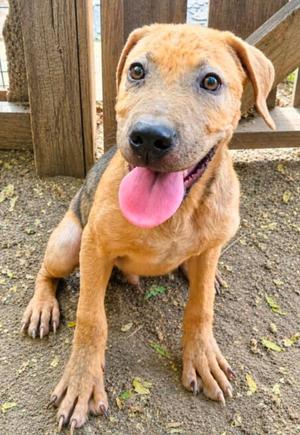 Eight Track Nate, Terrier, puppy, available for adoption