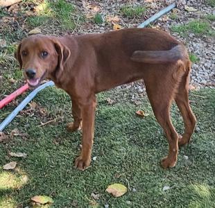 A brown dog standing on grass, holding a red and blue toy in its mouth.