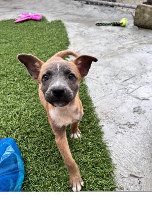 Fern, Terrier, puppy, available for adoption