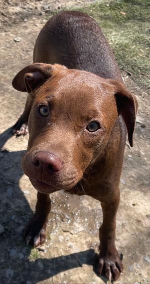 Java, Hound / Labrador Retriever, young, available for adoption