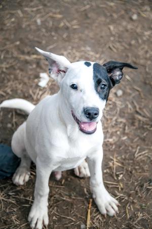 Goose, American Staffordshire Terrier, young, available for adoption