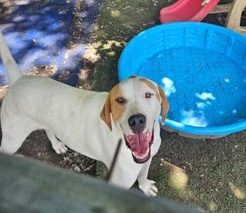 Linus, Coonhound / Great Pyrenees, adult, available for adoption