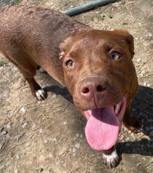 Jade, Hound / Labrador Retriever, young, available for adoption