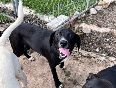 Bowie, Labrador Retriever / Beagle, young, available for adoption