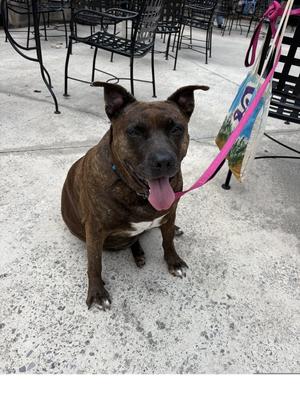 Ember, Staffordshire Bull Terrier, adult, available for adoption