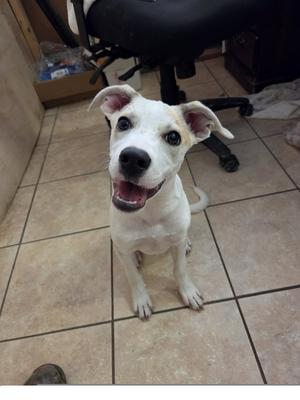 Nico, Labrador Retriever / Hound, puppy, available for adoption