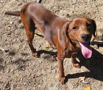 Fancy, Feist / Hound, puppy, available for adoption