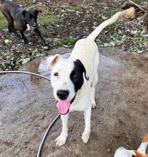 Gus, Staffordshire Bull Terrier, young, available for adoption