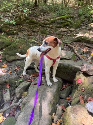 Heidi, Hound / Beagle, adult, available for adoption