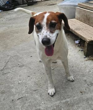 Heidi, Hound / Beagle, adult, available for adoption
