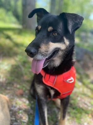 Howard, Husky / Shepherd, adult, available for adoption