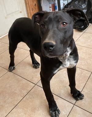 LB, Staffordshire Bull Terrier, young, available for adoption