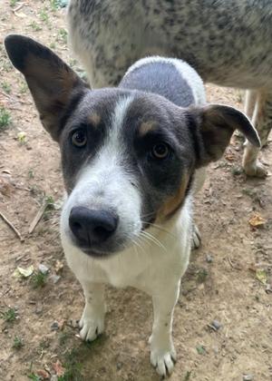 Faye, Cattle Dog, young, available for adoption