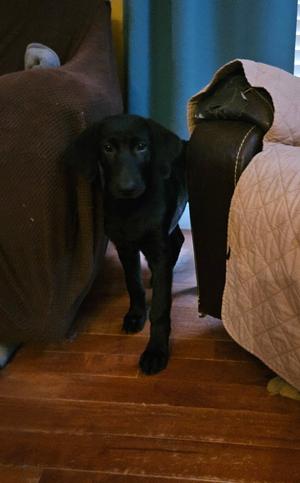 Kodiak, Labrador Retriever, puppy, available for adoption